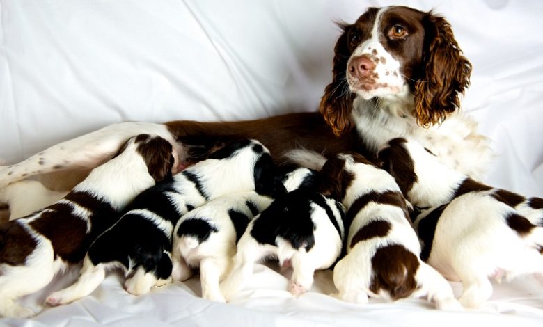Kedi Ve Köpeklerde Mastitis Kedi Ve Köpeklerde Mastitis