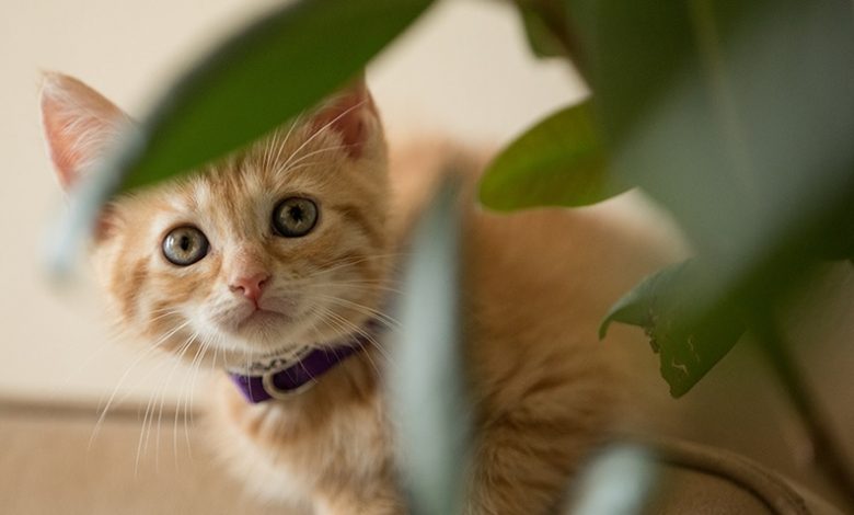 Kedi ve Köpekler İçin Zehirli Böcekler Kedi ve Köpekler İçin Zehirli Böcekler