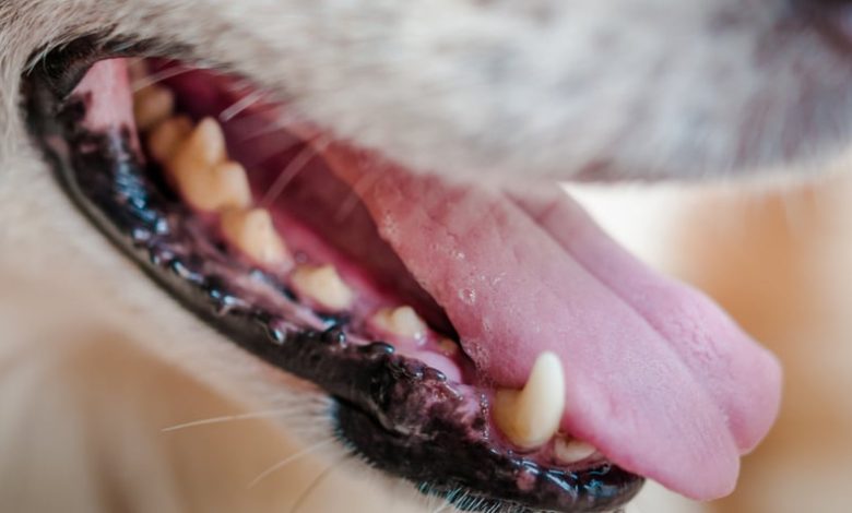 Kedi ve Köpeklerde Ağız Hastalıkları Kedi ve Köpeklerde Ağız Hastalıkları