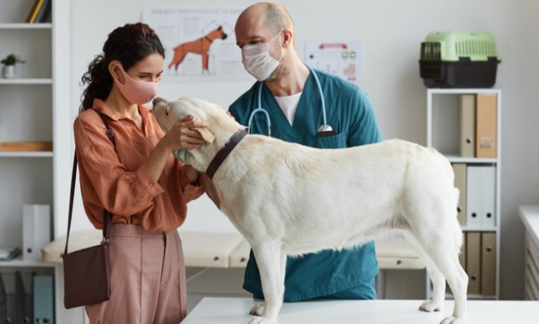 Kedi ve Köpeklerde Kemik Kanseri Kedi ve Köpeklerde Kemik Kanseri