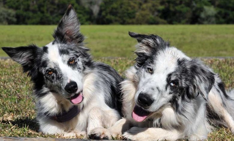Köpek ve Kedilerde Bağışıklığın Desteklenmesi Köpek ve Kedilerde Bağışıklığın Desteklenmesi