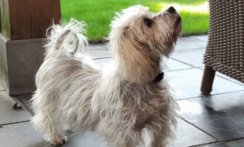 Köpeklerde Cushing Sendromu Köpeklerde Cushing Sendromu