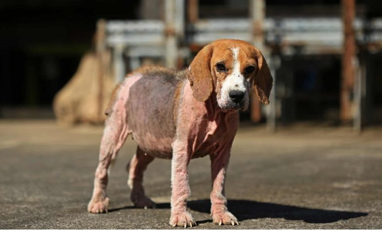 Köpeklerde Uyuz Köpeklerde Uyuz