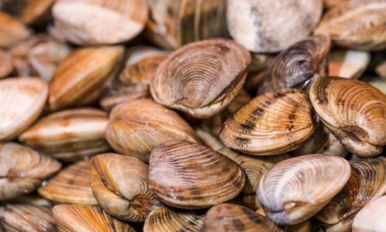 Deniz tarağı yenir mi? Deniz tarağı tadı nasıl? Deniz tarağı yenir mi? Deniz tarağı tadı nasıl?