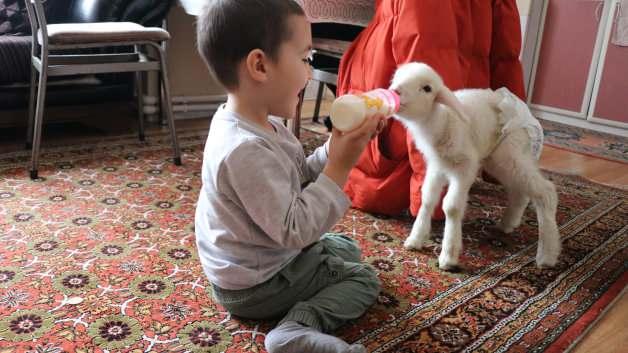 Kuzuya evde bebek gibi bakıyorlar! Kuzuya evde bebek gibi bakıyorlar!