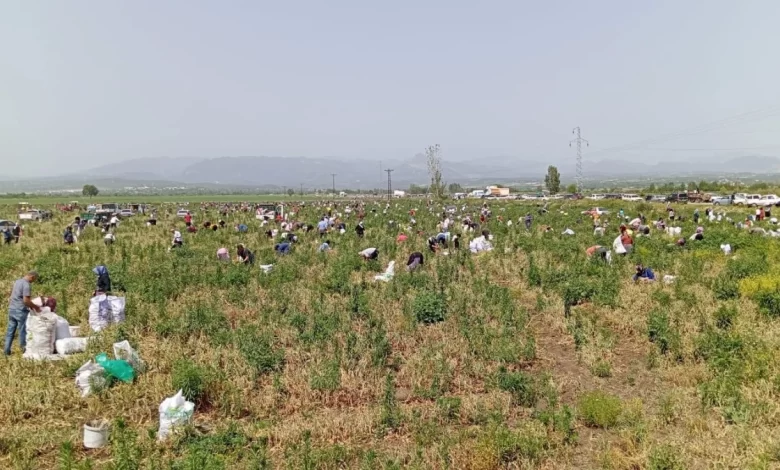 Satamadığı soğanı bedava yapınca 3 bin kişi tarlaya akın etti Satamadığı soğanı bedava yapınca 3 bin kişi tarlaya akın etti