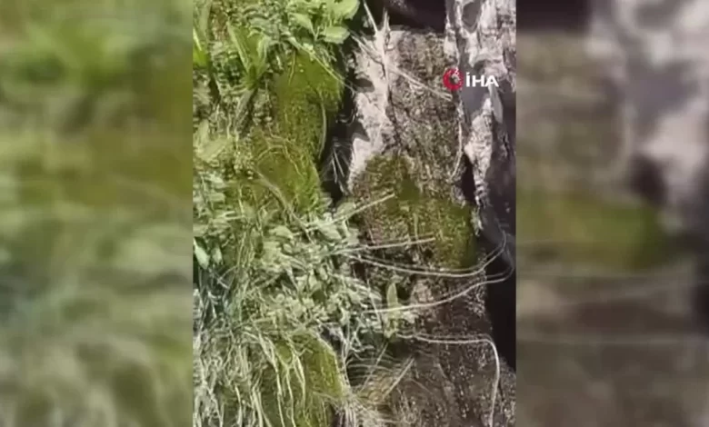 Yüksekova’da nesli tehlike altında olan sarı benekli semender görüldü Yüksekova’da nesli tehlike altında olan sarı benekli semender görüldü