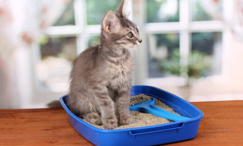Kedi Kumunu Kullanmaktan Vazgeçerse Kedi Kumunu Kullanmaktan Vazgeçerse
