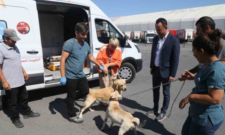 176 sokak köpeği bekçi köpeği oldu 176 sokak köpeği bekçi köpeği oldu