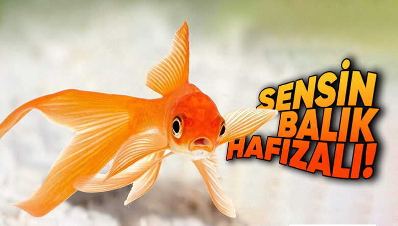 Yıllarca Japon Balıklarının Hafızası 3 Saniye Diye Kandırıldık mı? Gerçekler Bambaşkaymış! Yıllarca Japon Balıklarının Hafızası 3 Saniye Diye Kandırıldık mı? Gerçekler Bambaşkaymış!