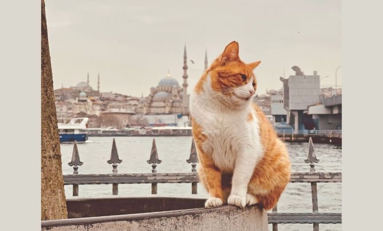 Sokak hayvanları için Kurtaran Ev ve Mavi iş birliği Sokak hayvanları için Kurtaran Ev ve Mavi iş birliği