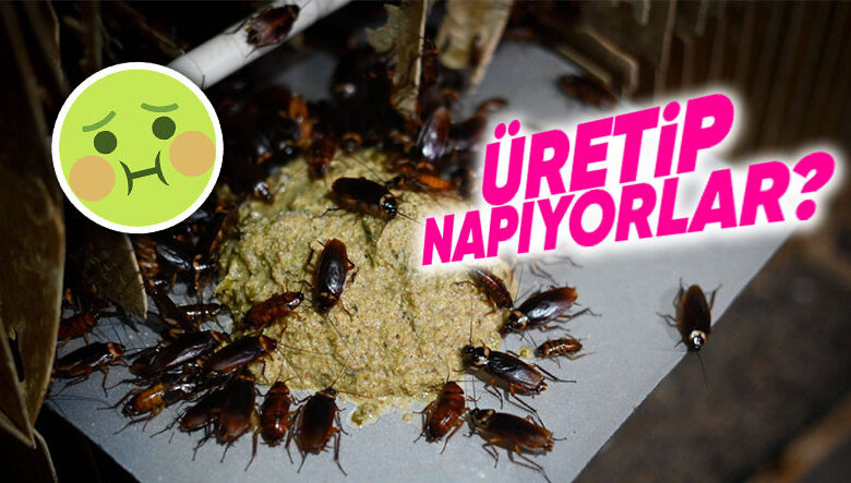 Çin Neden Çiftliklerde Hamam Böceği Yetiştiriyor? (Hayır Yemek İçin Değil) Çin Neden Çiftliklerde Hamam Böceği Yetiştiriyor? (Hayır Yemek İçin Değil)