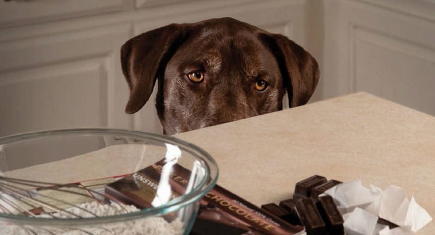 Çikolata köpeği zehirler mi ?