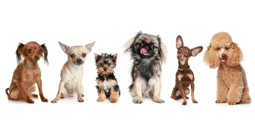 Evde Beslenebilecek 10 Küçük Köpek Cinsi