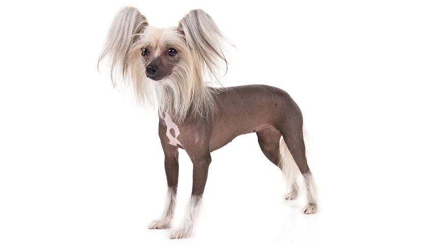 Hipoalerjenik 5 Köpek ve Kedi Türü