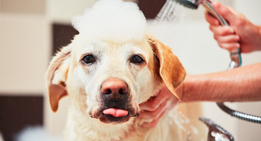 Köpek Kokusu Nasıl Gider?