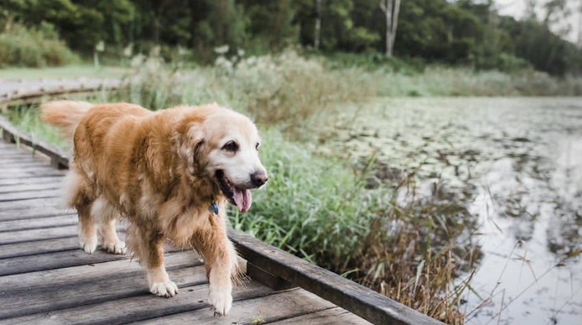 Yaşlı Köpeklerde Sık Görülen Rahatsızlıklar. Yaşlı Köpeklerde Sık Görülen Rahatsızlıklar.