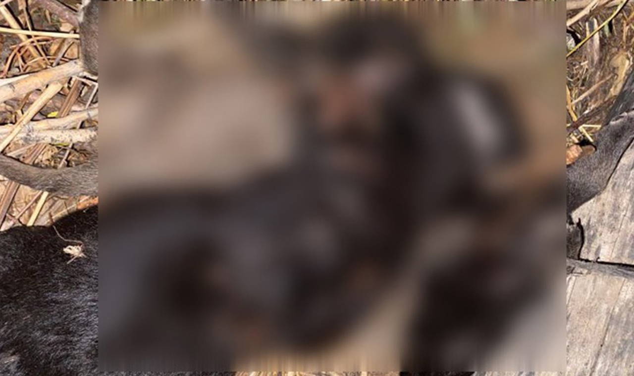 Tokat’ta 4 yavru köpeğin ölüm nedeni belli oldu – Son Dakika Siyaset Haberleri Tokat’ta 4 yavru köpeğin ölüm nedeni belli oldu – Son Dakika Siyaset Haberleri