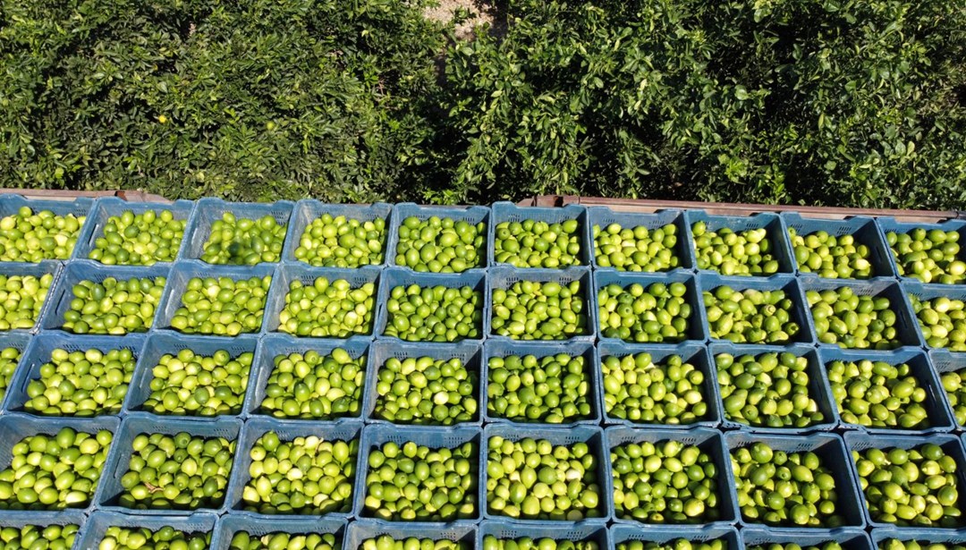 Geçen yıl 1 TL’ydi bu yıl bahçede 20 TL: Rekolte düşük olunca para etti Geçen yıl 1 TL’ydi bu yıl bahçede 20 TL: Rekolte düşük olunca para etti