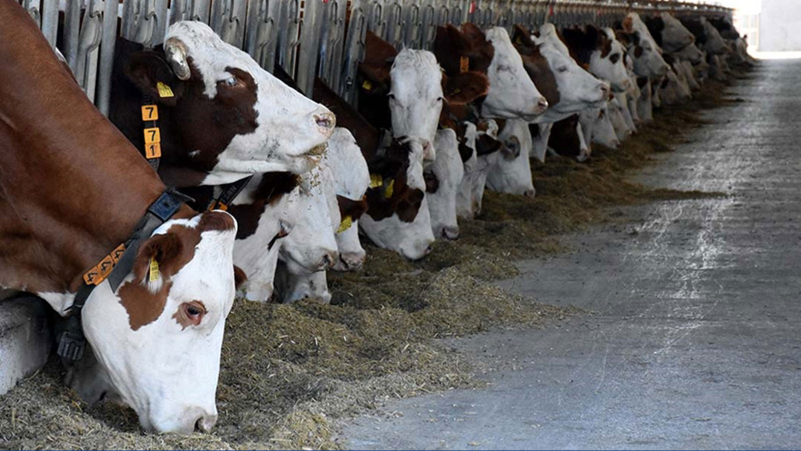 Türkiye’de haziran itibariyle 17,2 milyon büyükbaş hayvan var