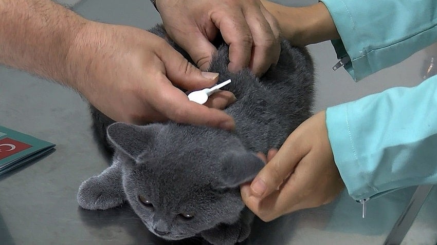 Kedi Ve Köpeklerde Mikroçip