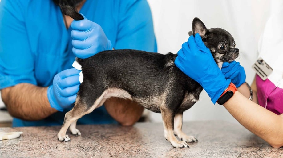 Köpeklerde Anal Kese
