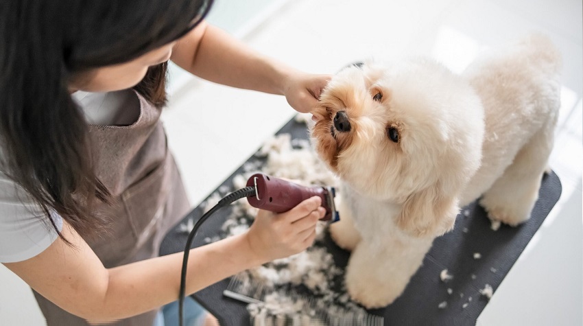 Köpeklerde Tüy Bakımı