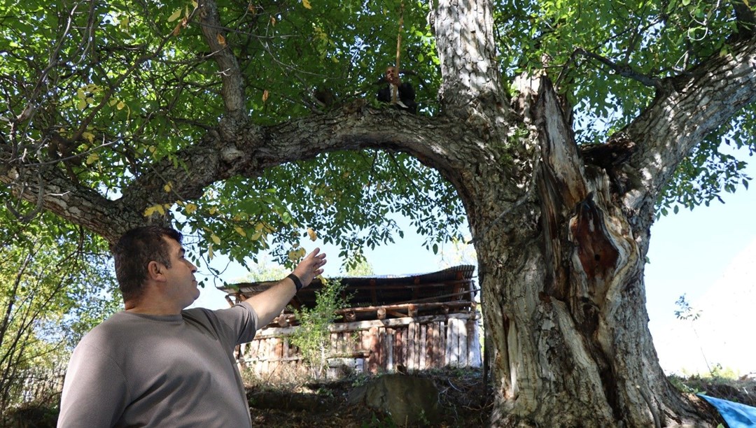 Mahalle sakinleri  “imamın cevizi” olarak da biliyor:  Dallardan topladılar