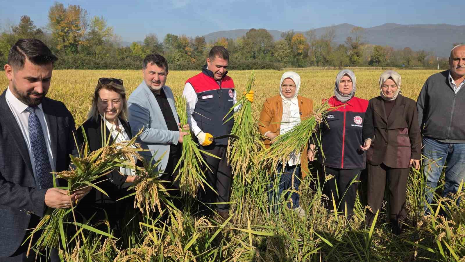 Konuralp Pirinci Hasat Şenliği’nde Damlama Sulama Konuralp Pirinci Hasat Şenliği’nde Damlama Sulama