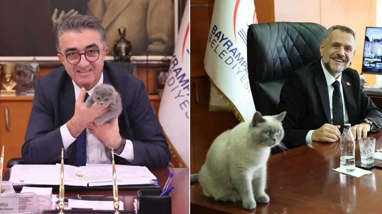 Bayrampaşa’da Kediye Kayyum Atandı
