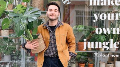 Aloe Vera Bakımı: Doğru Yöntemler ve İpuçları