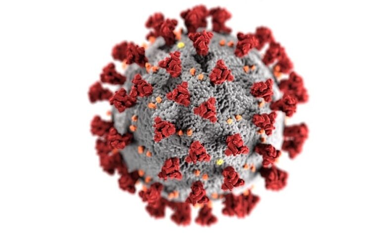 Corona Virüsü ve Hayvanlar: Kedi ve Köpeklerde Etkileri