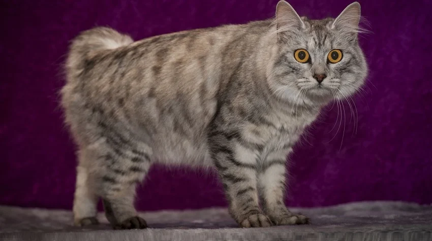 Cymric Kedisi: Özellikleri ve Bakımı Hakkında Bilgiler Cymric Kedisi: Özellikleri ve Bakımı Hakkında Bilgiler