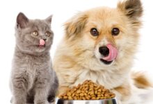 Kedi Maması Seçiminde Dikkat Edilmesi Gerekenler