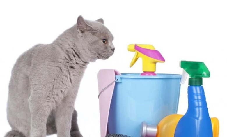 Evde Kedi ve Köpek Besleyenler İçin Temizlik İpuçları