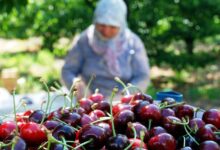 Dondurulmuş Kiraz İhracatında Türkiye Lider Konumda