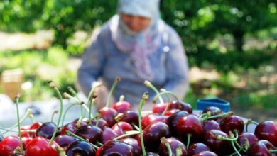 Dondurulmuş Kiraz İhracatında Türkiye Lider Konumda