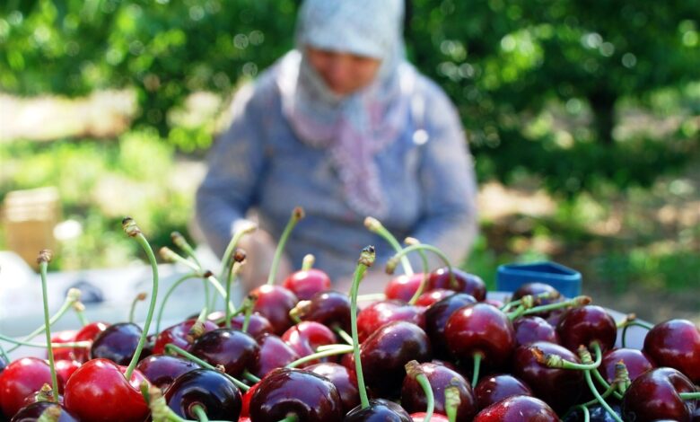 Dondurulmuş Kiraz İhracatında Türkiye Lider Konumda