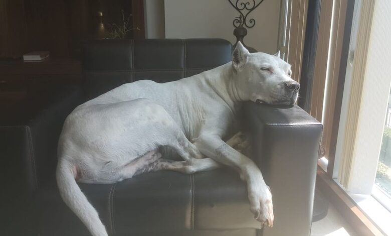 Köpek Sahiplenme Deneyimi: İlk Hayal Kırıklığı ve Öğrenimler