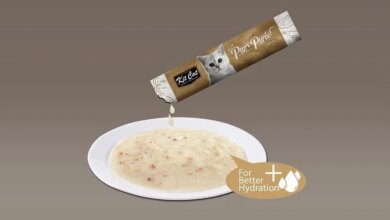 Kedi Çorbası Nedir? Faydaları ve Beslenme İhtiyaçları