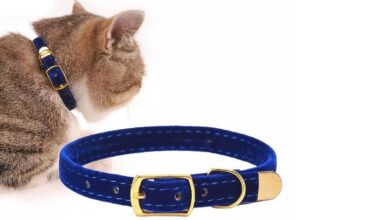 Kedi Tasmalarının Kullanımı ve Seçimi Hakkında Bilgiler