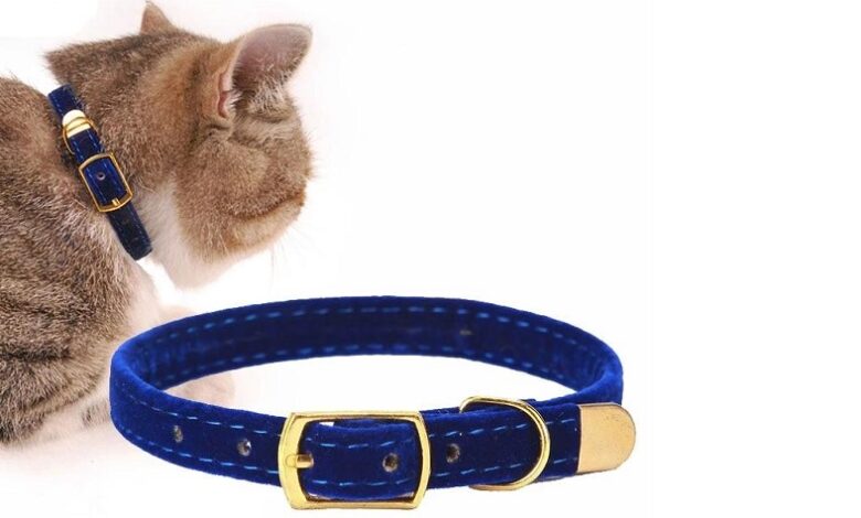 Kedi Tasmalarının Kullanımı ve Seçimi Hakkında Bilgiler