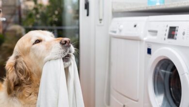 Evcil Hayvan Deterjanları ve Temizlik Yöntemleri