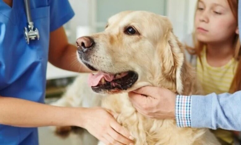 Kedi ve Köpeklerde Kusma Nedenleri ve Çözüm Yolları