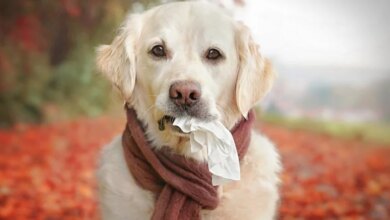 Köpeklerde Sonbahar Alerjisi ve Belirtileri