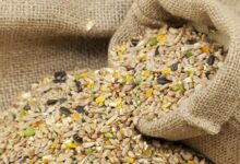 Kuş Yemi Seçimi ve Beslenme İhtiyaçları Hakkında Bilgiler