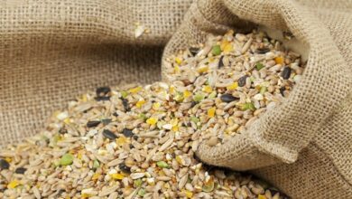 Kuş Yemi Seçimi ve Beslenme İhtiyaçları Hakkında Bilgiler