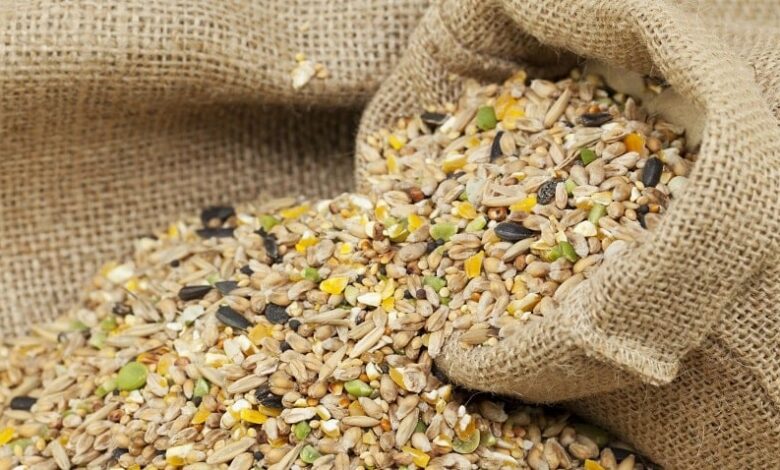 Kuş Yemi Seçimi ve Beslenme İhtiyaçları Hakkında Bilgiler