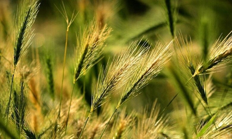 Pisi Pisi Otu Tehlikesi: Evcil Hayvanlar İçin Riskler