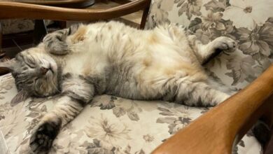 Sahibim Olur Musun? Bir Kedi Hikayesi